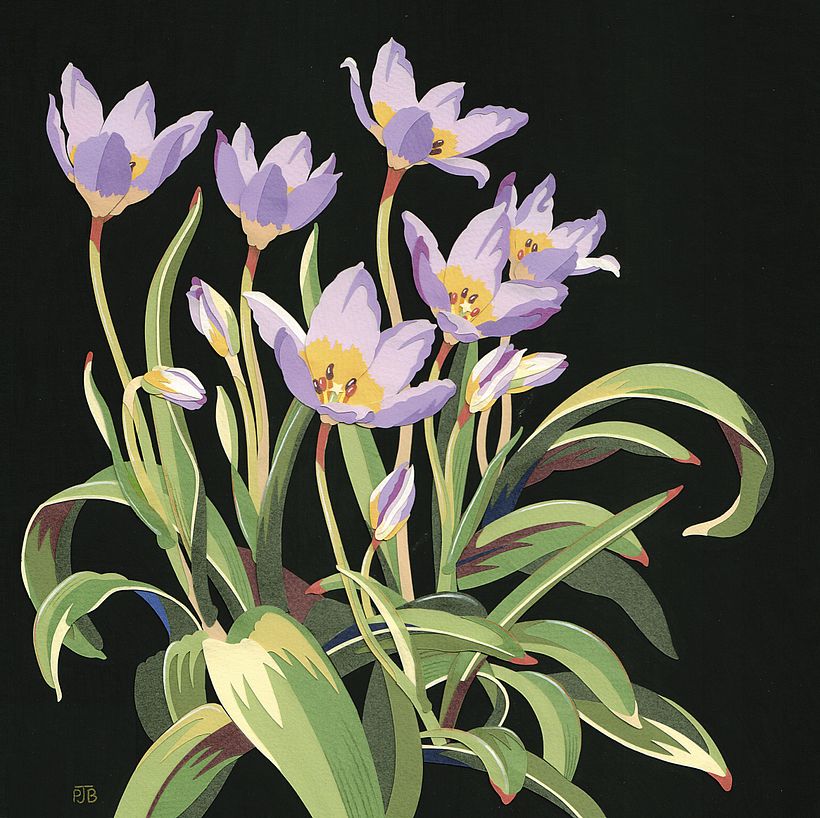 Tulipa saxatillis