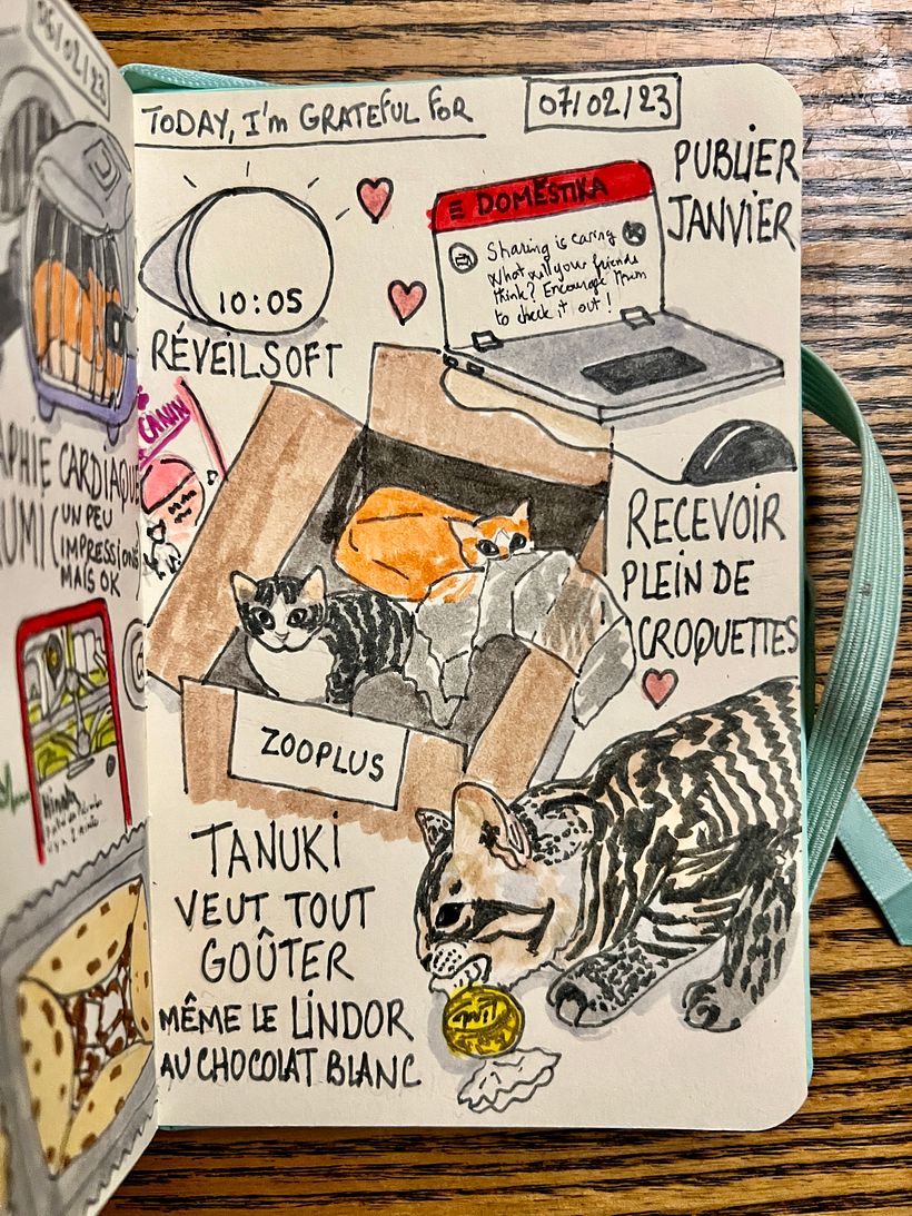 Waking up late, publishing January on Domestika, getting kilos and kilos of kitten kibble and Tanuki trying to sneak candy