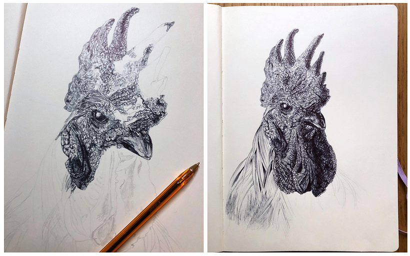Gallo 2