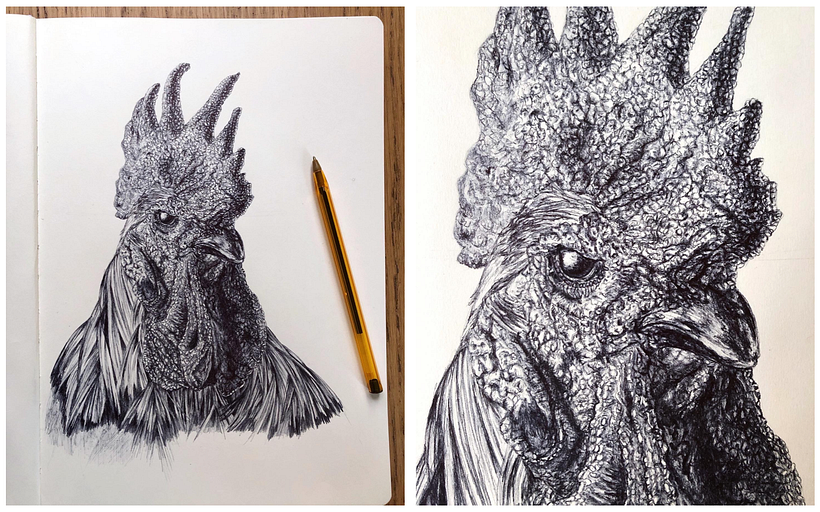 Gallo 3