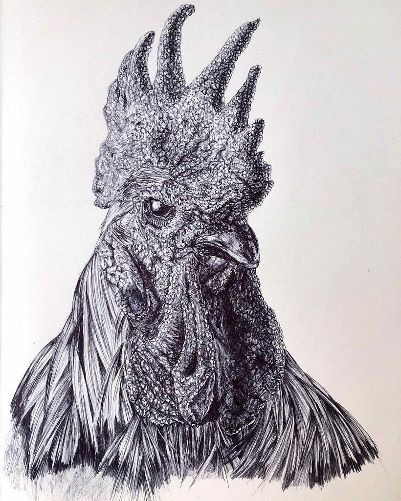 Gallo 4