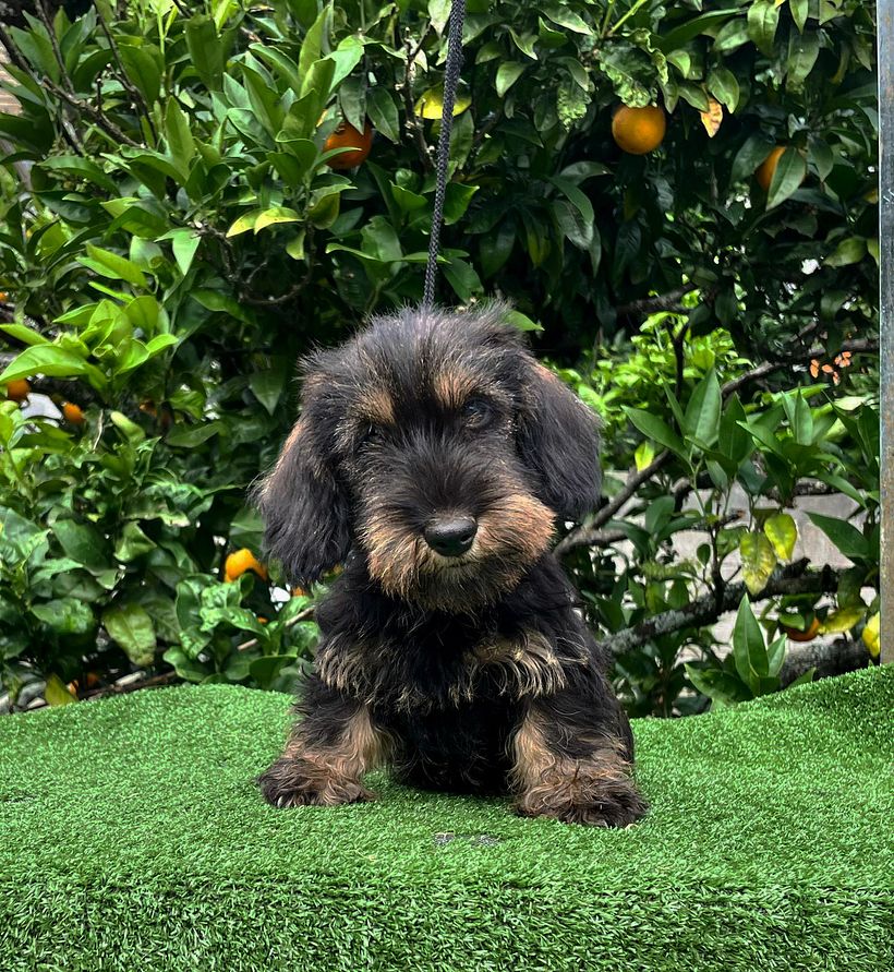 Foto original de Bica