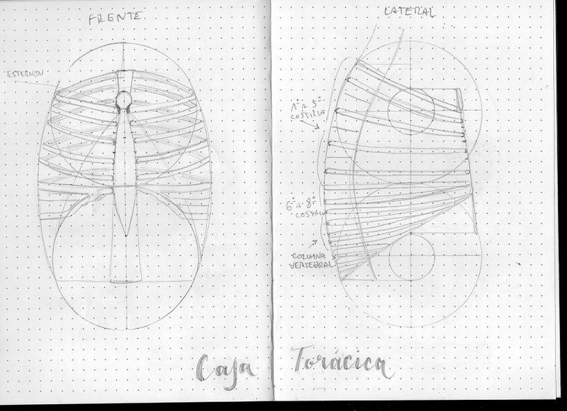 Mi proyecto del curso: Dibujo anatómico para principiantes 7