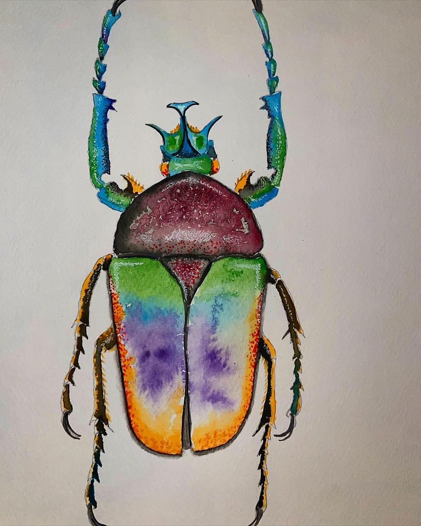 Escarabajo 🪲 Tahurina polychous Tomson 1