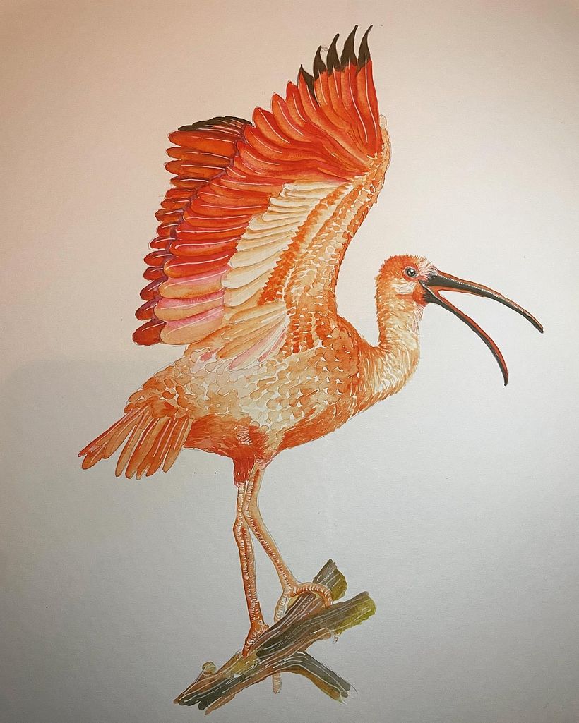 Ibis escarlata de los llanos orientales de Colombia by @linaesmeraldadelcastillo