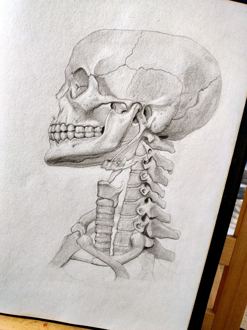 Mi proyecto del curso: Dibujo anatómico con lápiz de grafito para principiantes 2