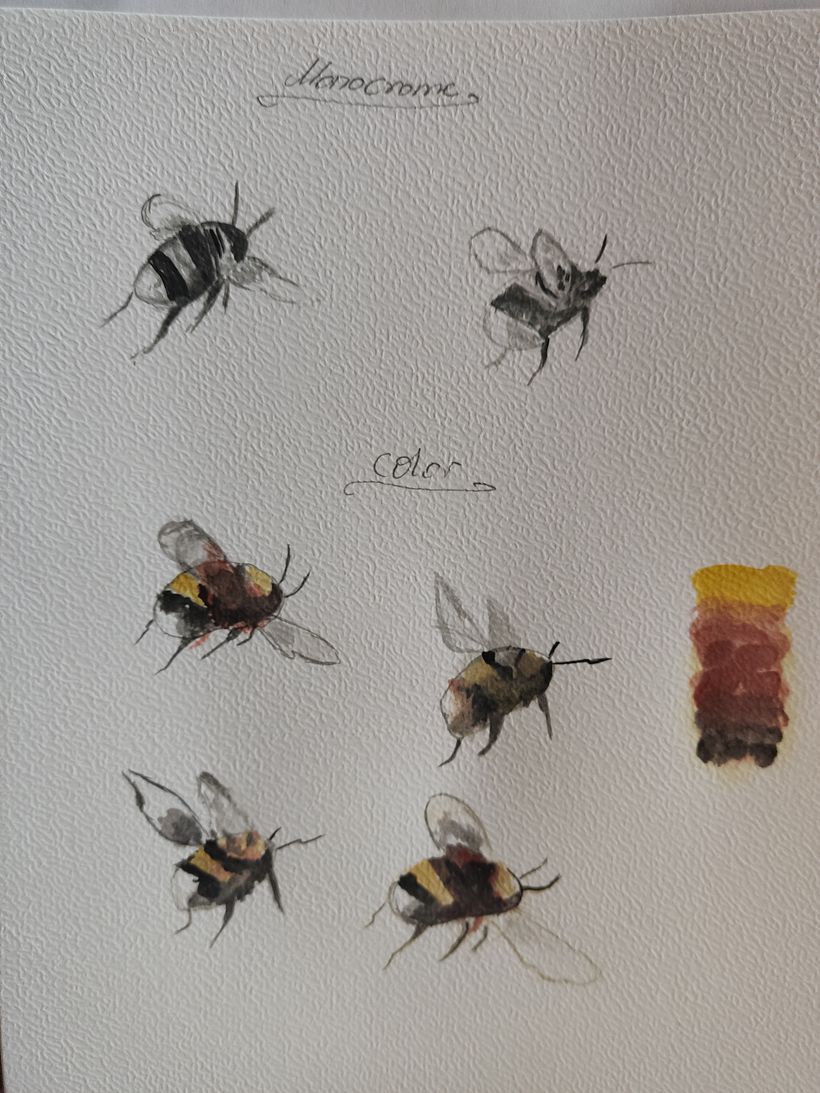 Mein Abschlussprojekt für den Kurs: Naturillustration mit Aquarell und Kohle 5