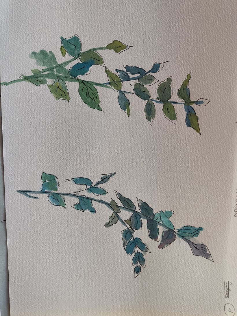 Mein Abschlussprojekt für den Kurs: Naturillustration mit Aquarell und Kohle 6