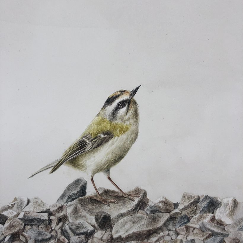 Birds Series - Drybrush Technique 1