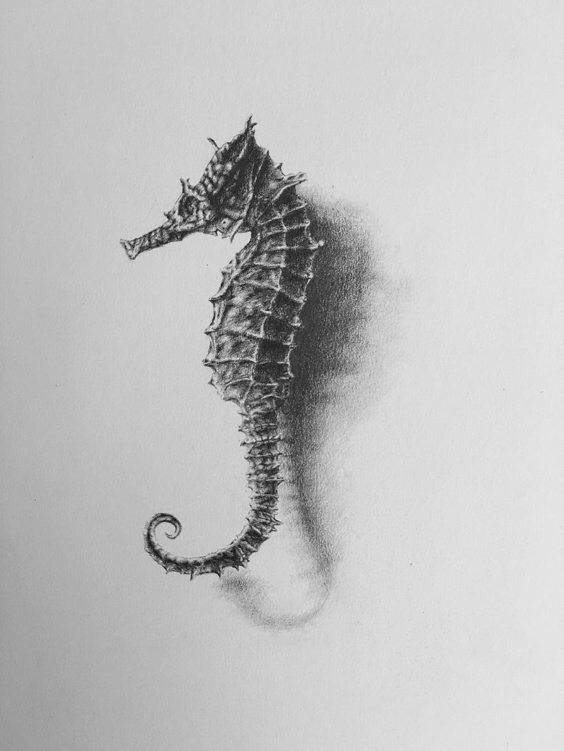Naturalia - Pencil Drawings 2