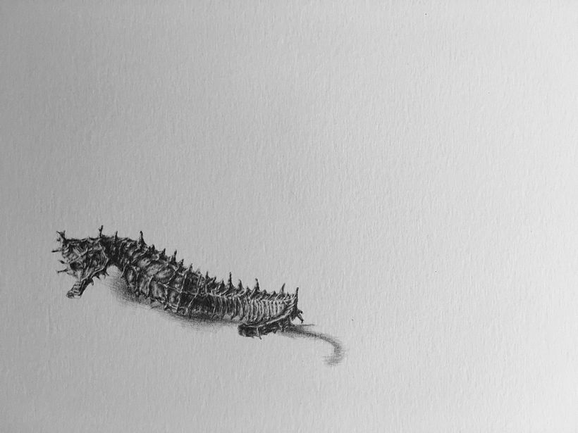 Naturalia - Pencil Drawings 3