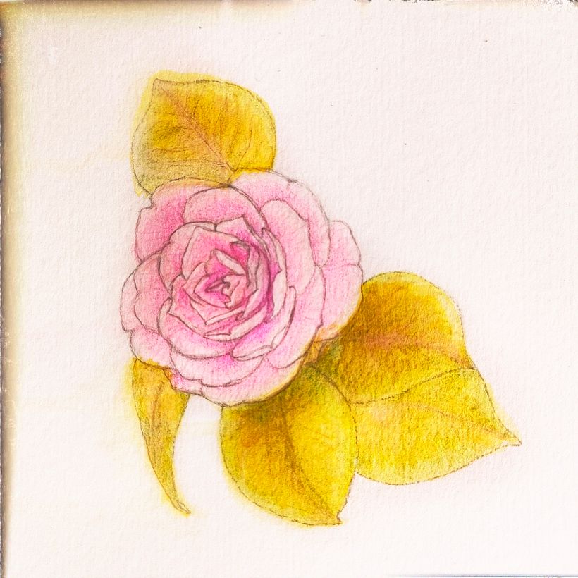 Flower detail: colored with watercolor markers, colored pencils, and graphite for the contours