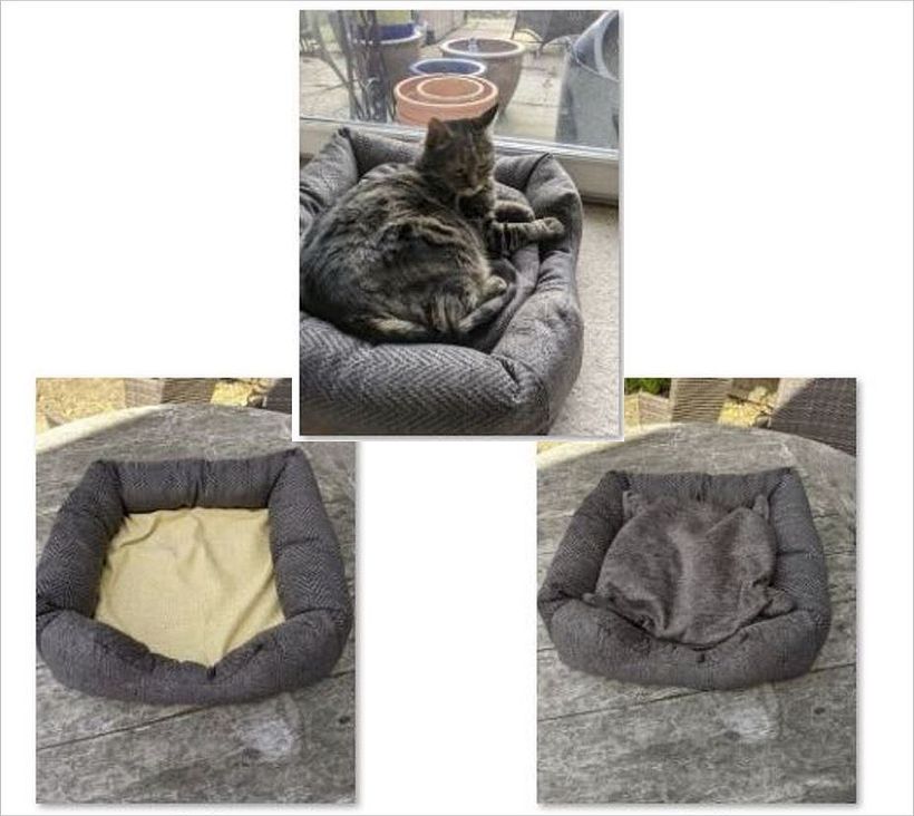 Cat Bed 1