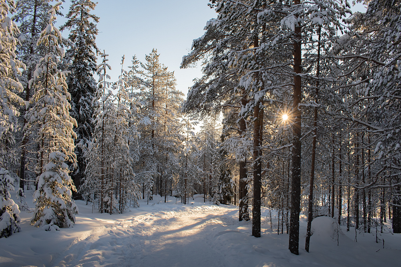Ounasvaara's Forest
