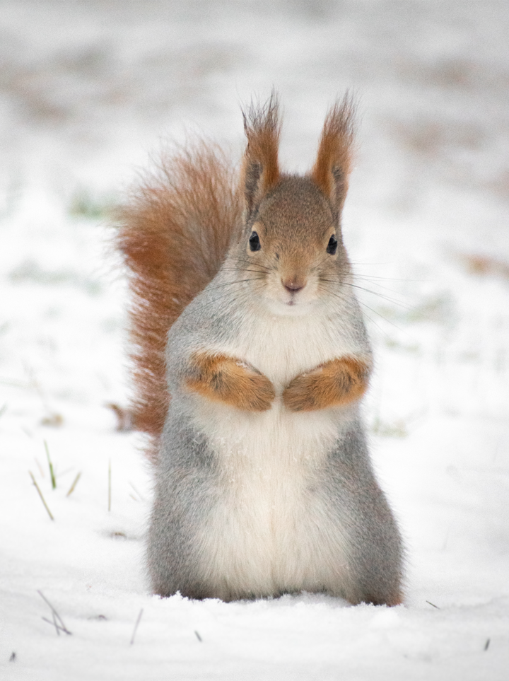 Red squirrel / 𝘚𝘤𝘪𝘶𝘳𝘶𝘴 𝘷𝘶𝘭𝘨𝘢𝘳𝘪𝘴