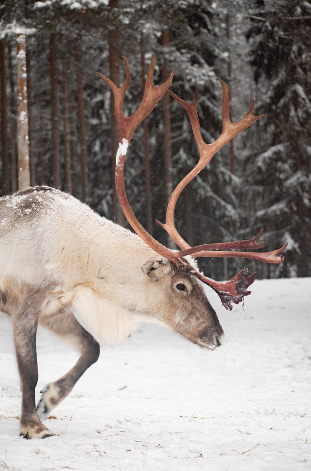 Reindeer / 𝘙𝘢𝘯𝘨𝘪𝘧𝘦𝘳 𝘵𝘢𝘳𝘢𝘯𝘥𝘶𝘴