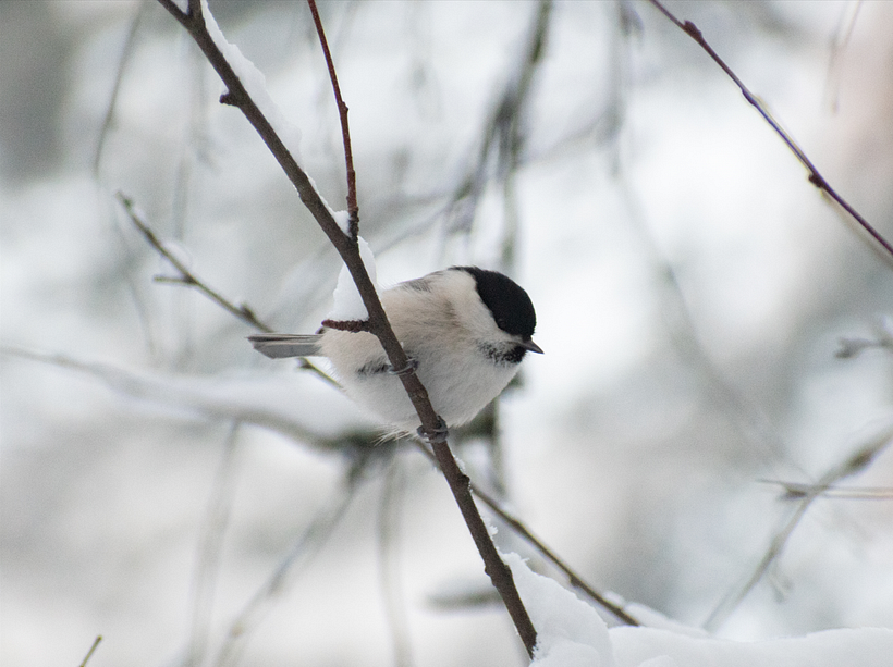 Willow tit /𝘗𝘰𝘦𝘤𝘪𝘭𝘦 𝘮𝘰𝘯𝘵𝘢𝘯𝘶𝘴