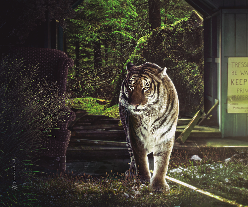 the tiger at home | Photo Manipulation Retouch digital
