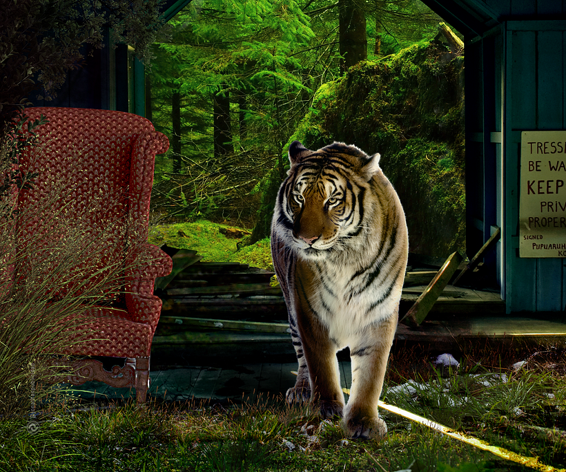 Avance-manipulación-de-imagen-integración-maleza-casa-bosque-tigre