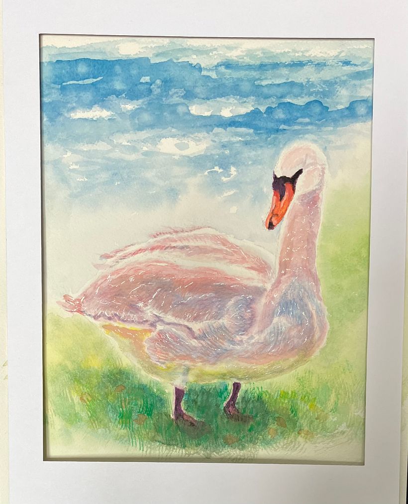Fantasy colour swan