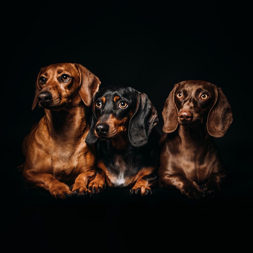 Salchichas en familia
