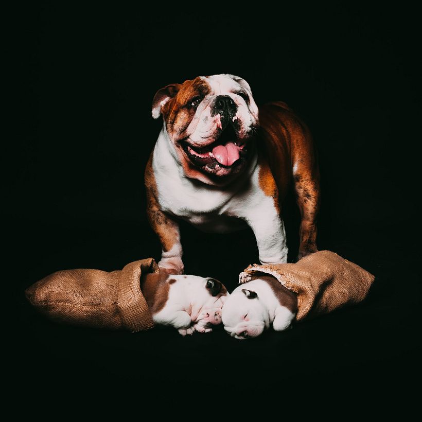 Orgulloso padre Bulldog y sus cachorros de 6 semanas