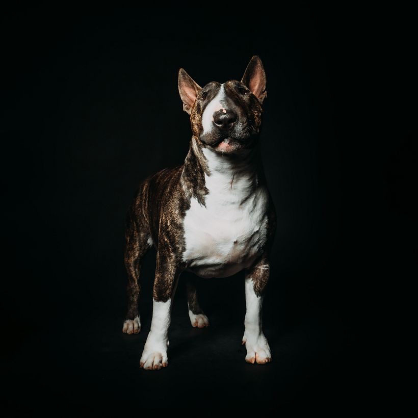 Mi proyecto del curso: Introducción a la fotografía de perros 3