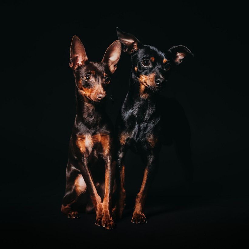 Mi proyecto del curso: Introducción a la fotografía de perros 4