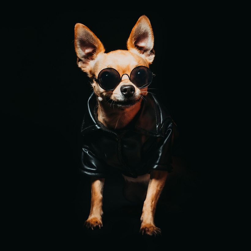 Mi proyecto del curso: Introducción a la fotografía de perros 5