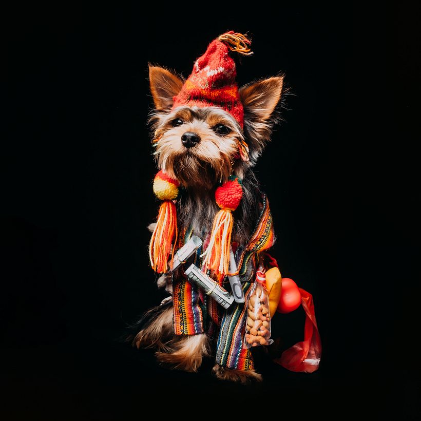 Mi proyecto del curso: Introducción a la fotografía de perros 6