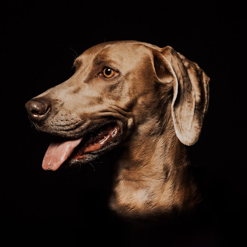 Mi proyecto del curso: Introducción a la fotografía de perros 7