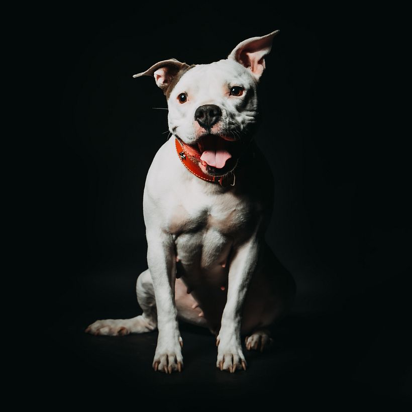 Mi proyecto del curso: Introducción a la fotografía de perros 8