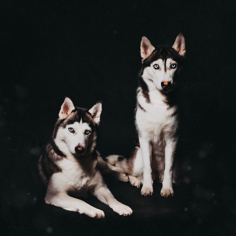 Mi proyecto del curso: Introducción a la fotografía de perros 10