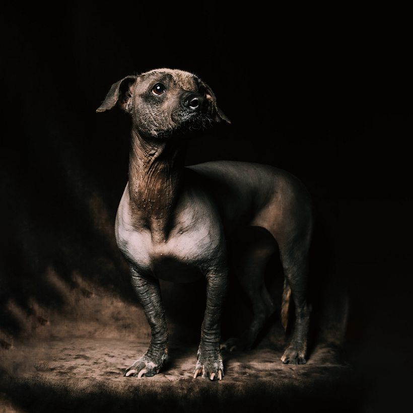 Mi proyecto del curso: Introducción a la fotografía de perros 11