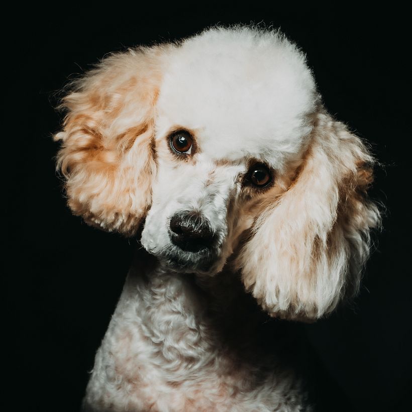 Mi proyecto del curso: Introducción a la fotografía de perros 12