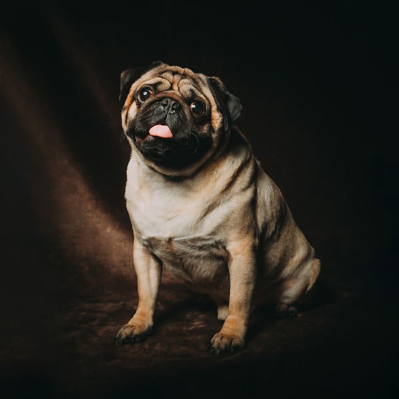 Mi proyecto del curso: Introducción a la fotografía de perros 13