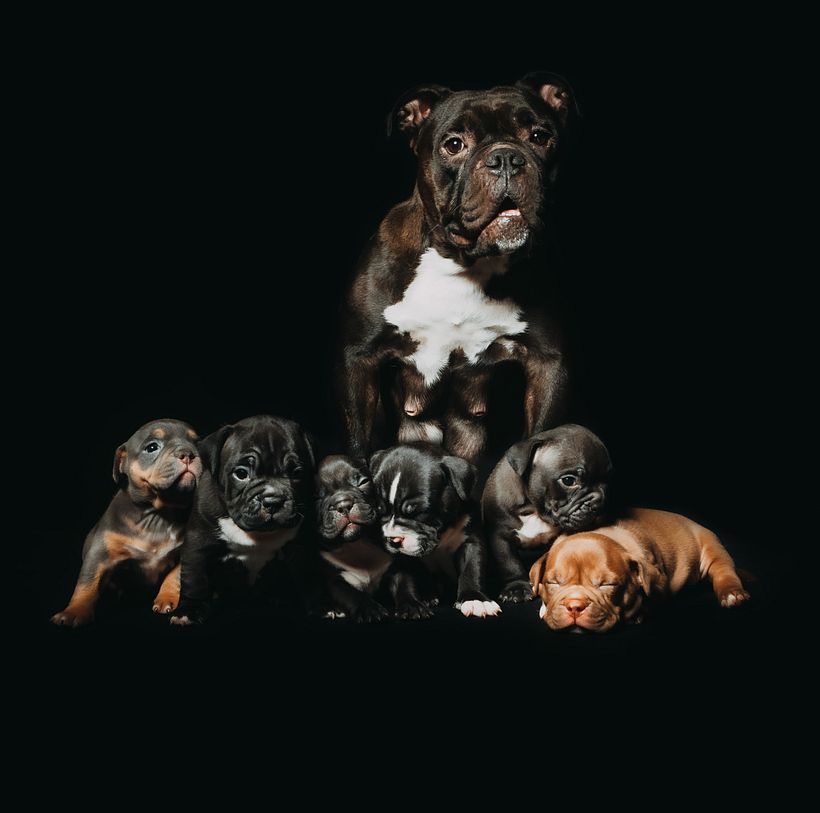 Mi proyecto del curso: Introducción a la fotografía de perros 3