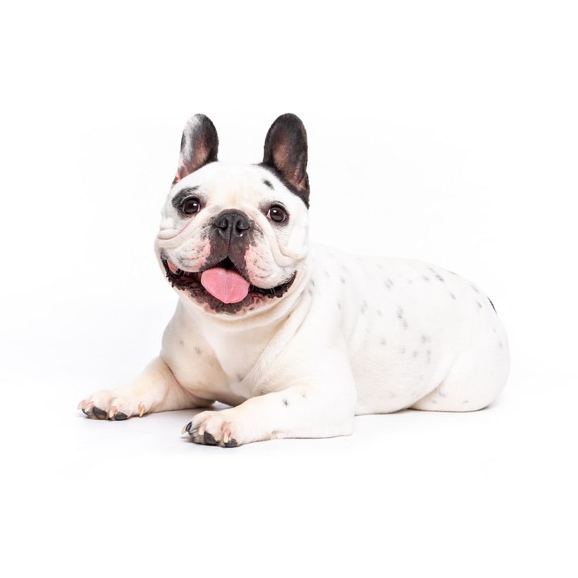 Mi proyecto del curso: Introducción a la fotografía de perros 7