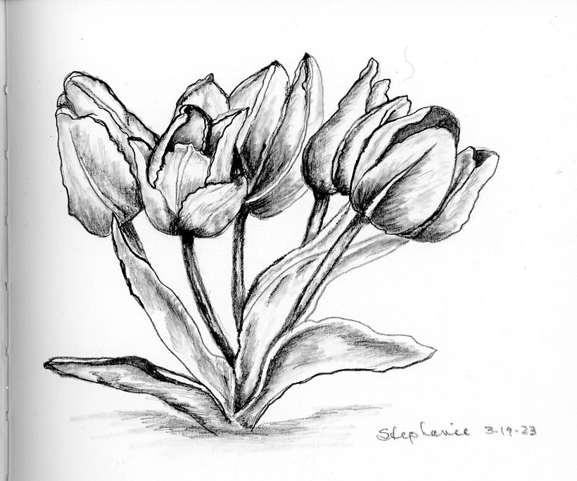 Tulip drawing