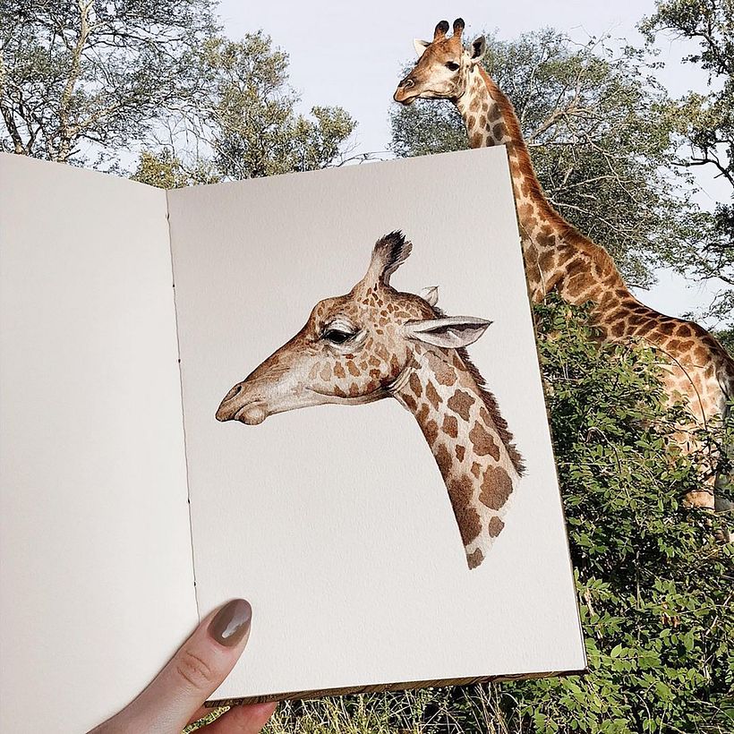 Giraffe