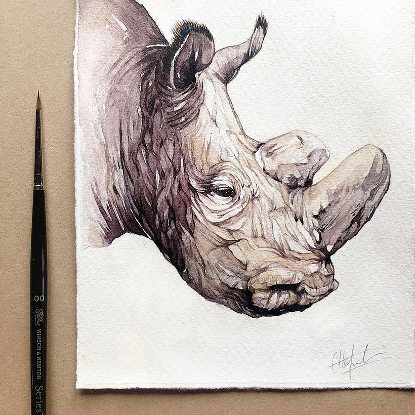 Rhino