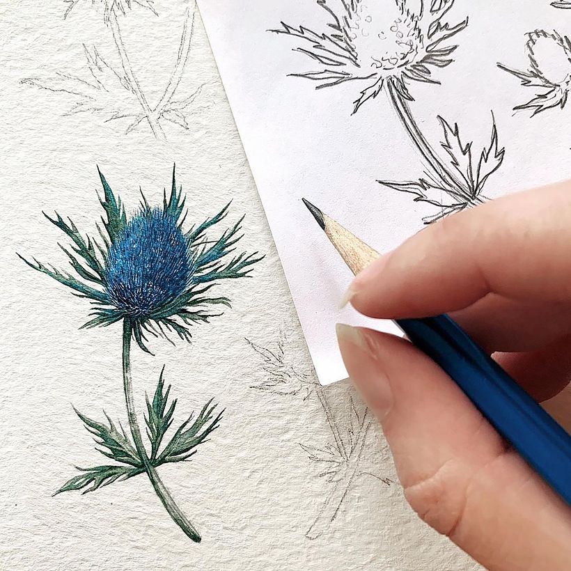 Thistle