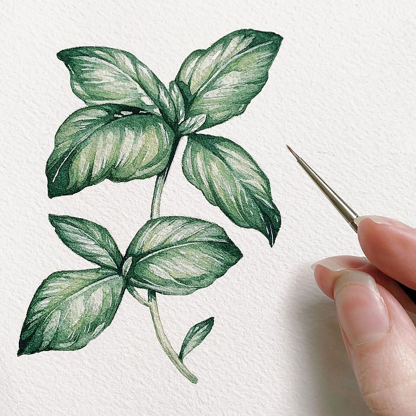 Basil