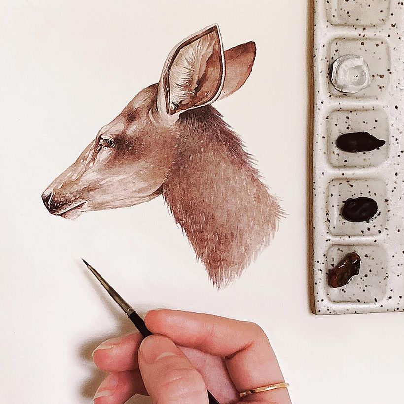 Deer