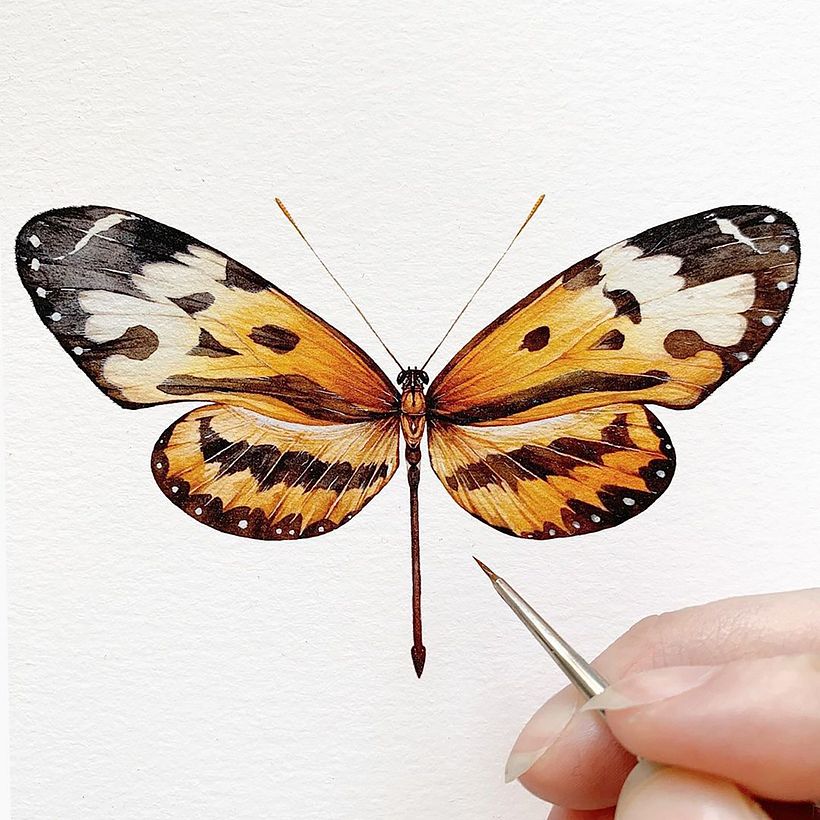  Orange-Spotted Tiger Clearwing 