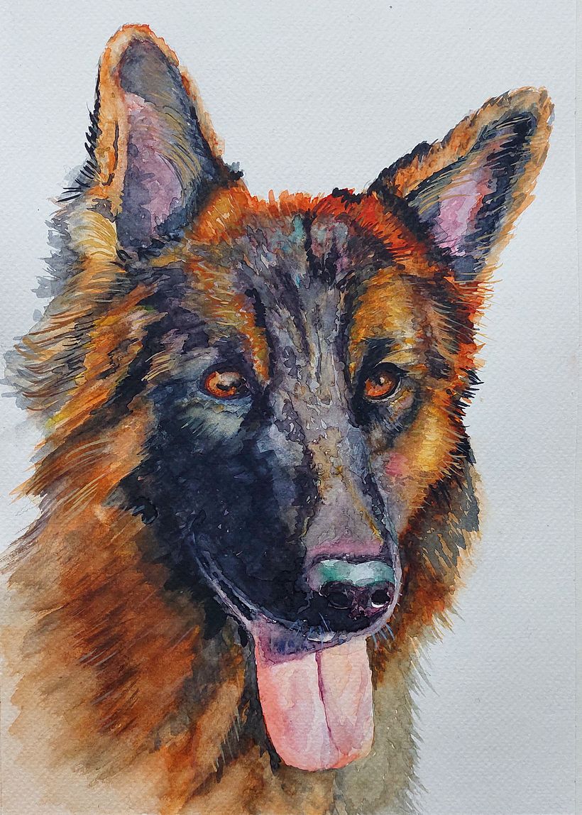 Retrato en acuarela de "Kala" una perrita pastor alemán.
