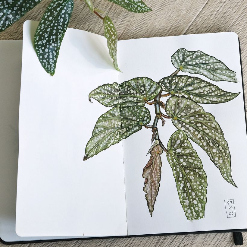 My project for course: Botanical Sketchbooking: A Meditative Approach 2