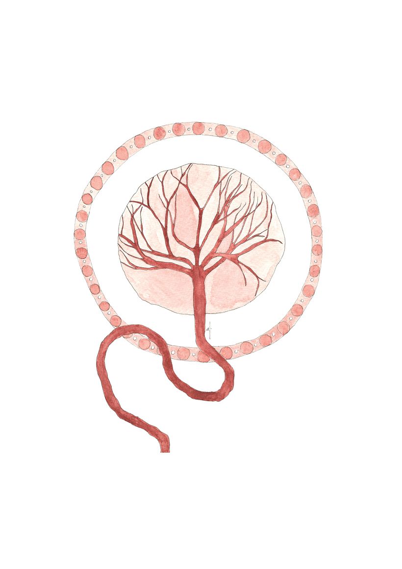 PLACENTA PLACENTERA