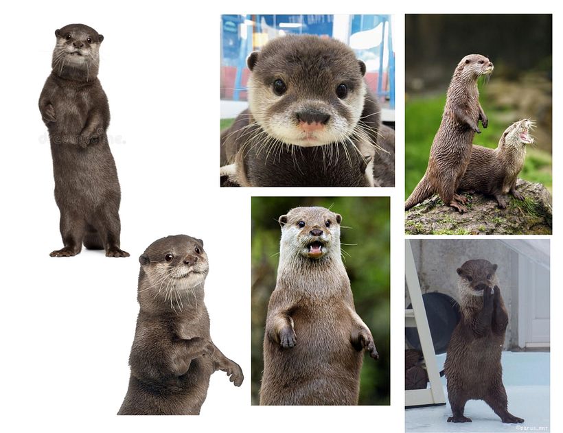 Mood board of otter poses & expressions.