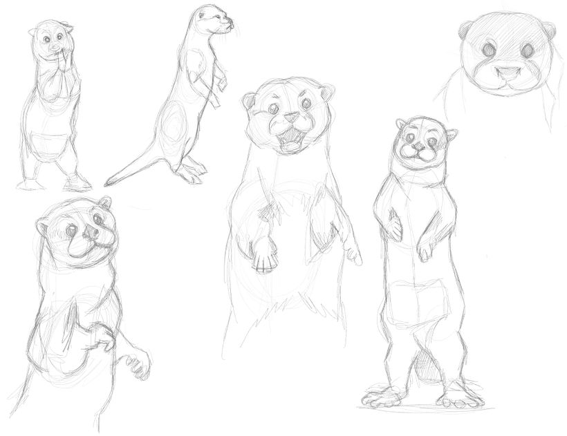 Sketch observations of Otter anatomy